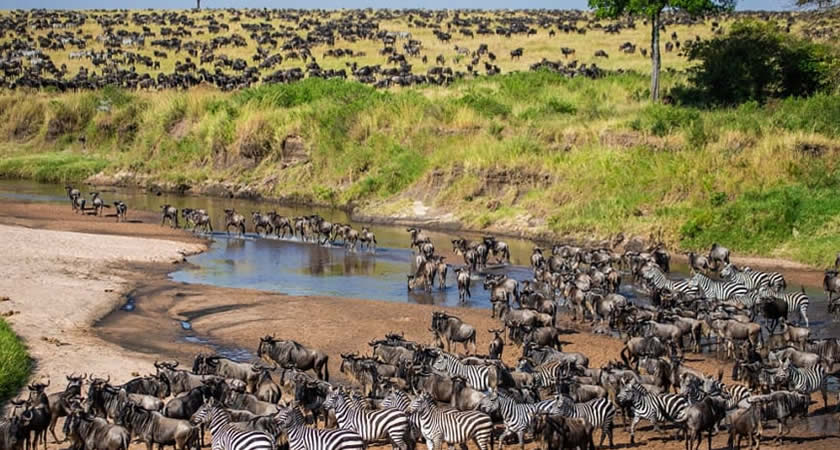 Masaai mara and Serengeti Safaris