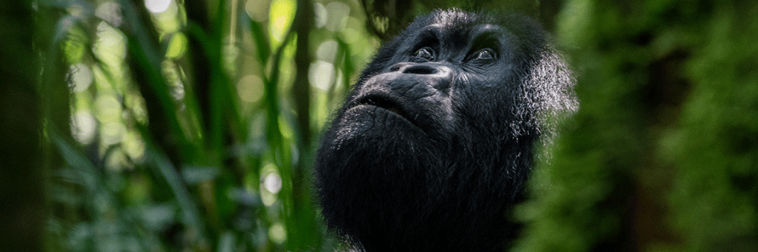 Mountain Gorilla Trekking Safaris