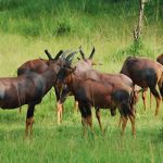 Akagera Wildlife Tours and Self drive Tours – Kigali Car Rentals