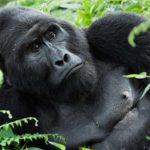 Gorilla-Trekking-Safaris-in-Uganda-and-Rwanda