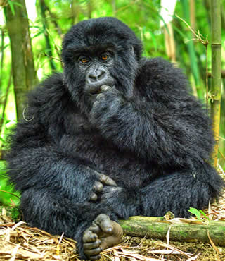 Gorilla-Trekking-in-Volcanoes-National-Park and self drive Safaris