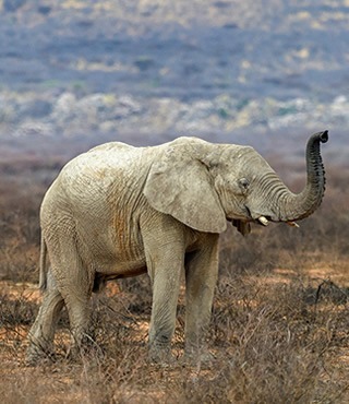 Masai Mara Self drive Safaris and one way Rentals