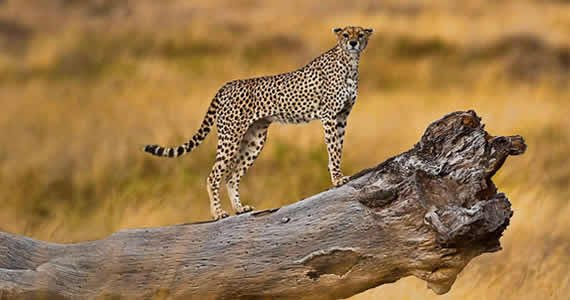 Serengeti Self drive Safaris in Tanzania