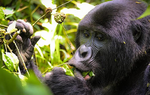 1-Day Gorilla-Trekking-Safari-uganda