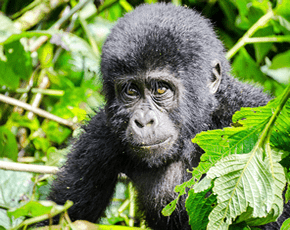 Gorilla trekking safaris and Self-drive safaris in Uganda