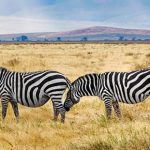 Self-drive safaris in ngorongoro Tanzania