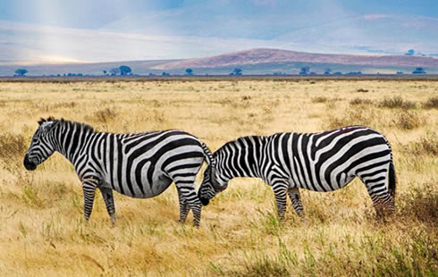 Self-drive safaris in ngorongoro Tanzania