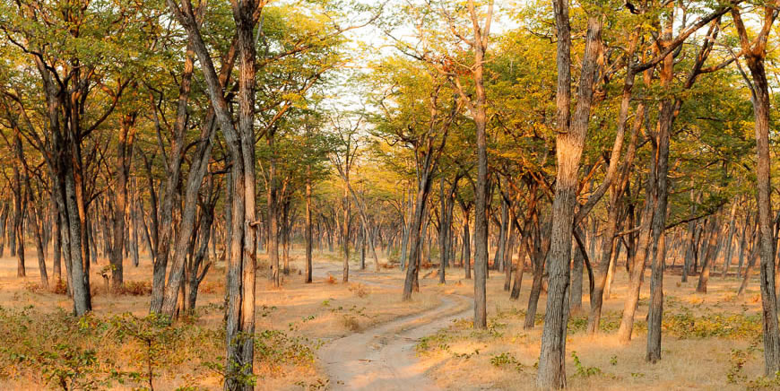 4x4 Zambia Safaris Luangwa National Park