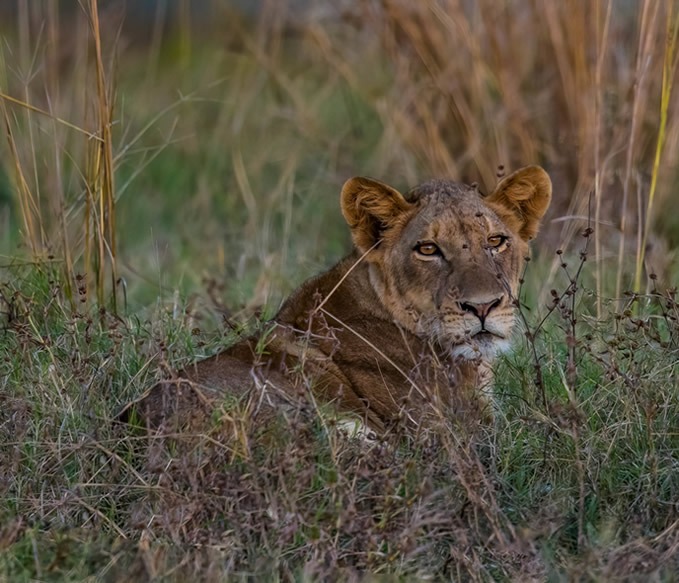 Big cats of Amboseli National Park