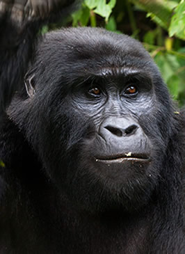 Gorillas in Bwindi