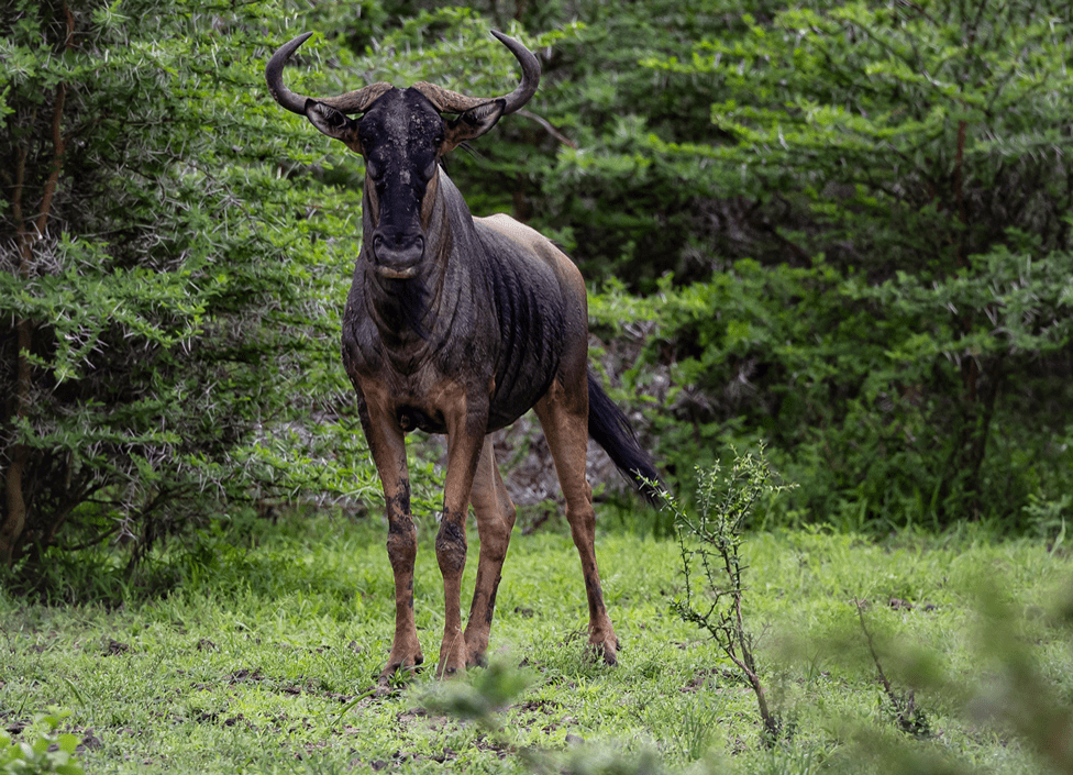 Blue Wildebeest - Tanzania self drive Tours