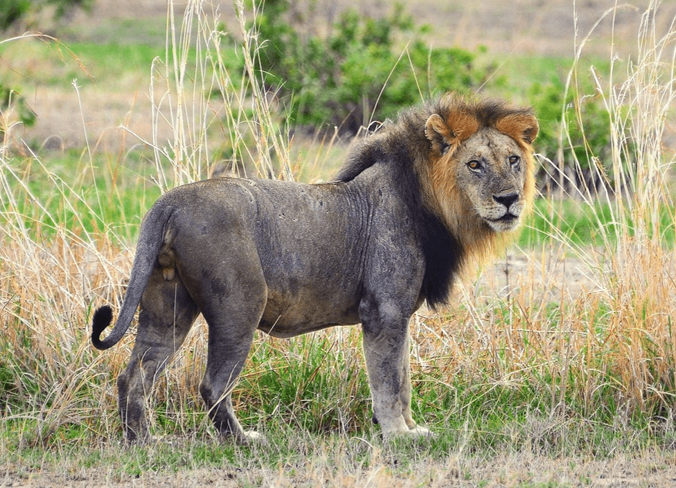 Lion king in Mikumi National Park - 4x4 Self drive in Tanzania