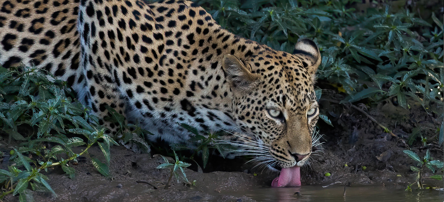 South Luangwa National Park Zambia 4x4 Self drive Safaris