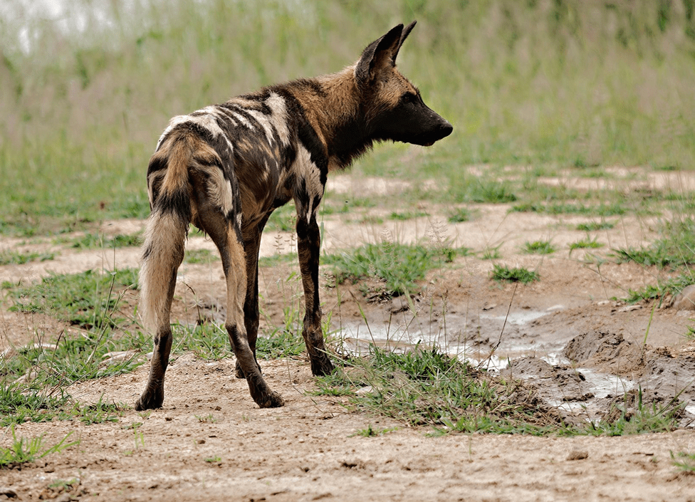 Wild Dog Mikumi National Park - self drive Tanzania