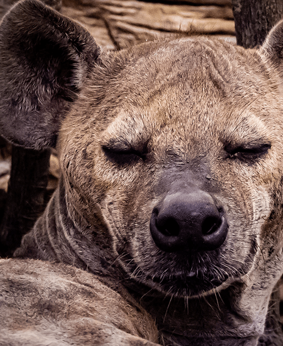 Zambia self drive trips in North Luangwa National Park