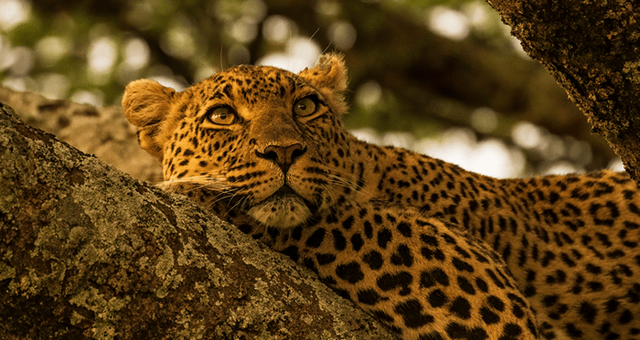 4x4 self-drive safaris - Tanzania