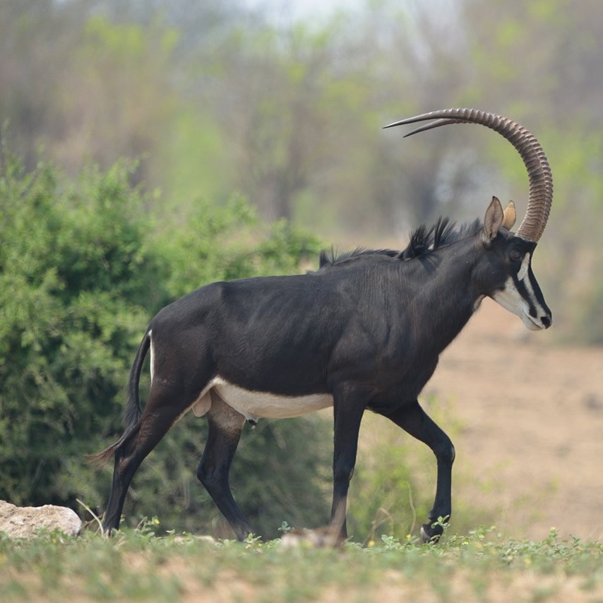Kalahari desert Safaris - 4x4 Namibia