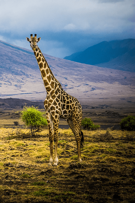 Lake Natron Tanzania 4x4 Self drive Tours