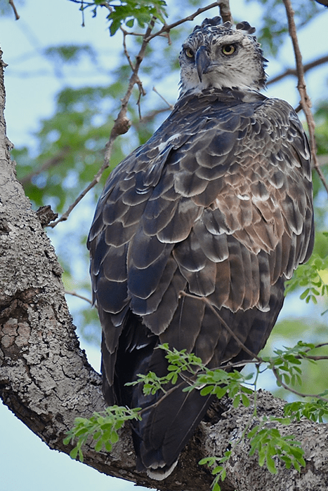 Ngorongoro Safaris - Tanzania