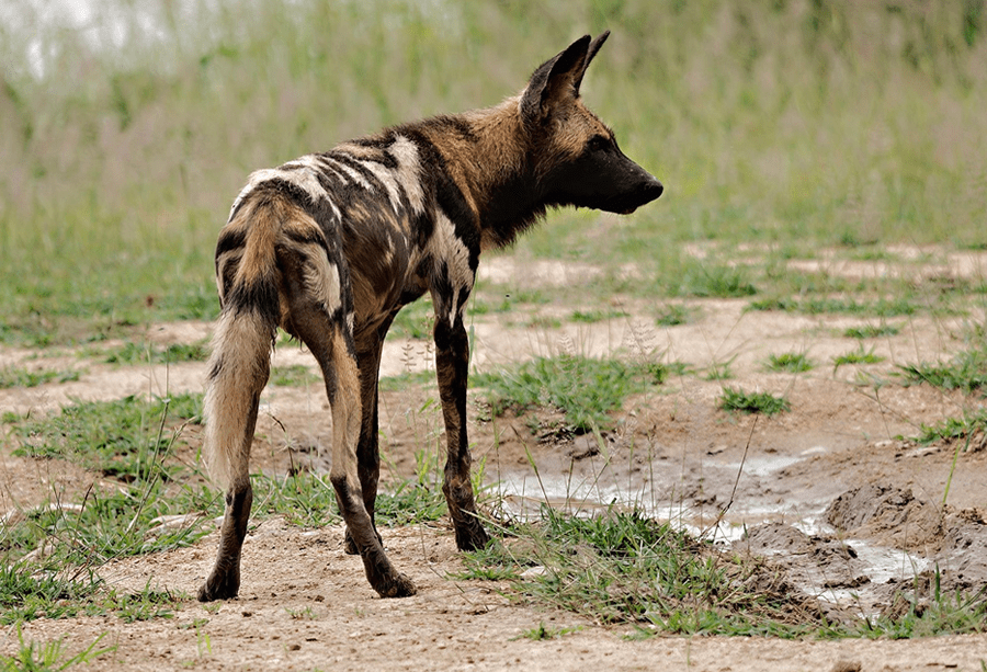 Self-drive Tours Zambia in South Luangwa National Park - Wild Dog