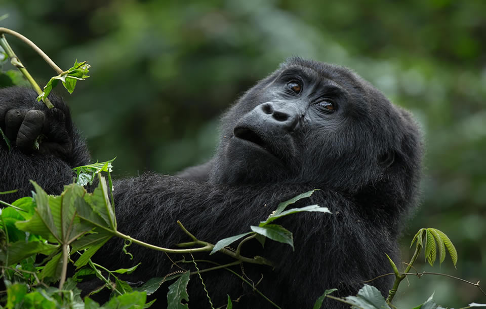 all gorilla tours - Volcanoes National Park
