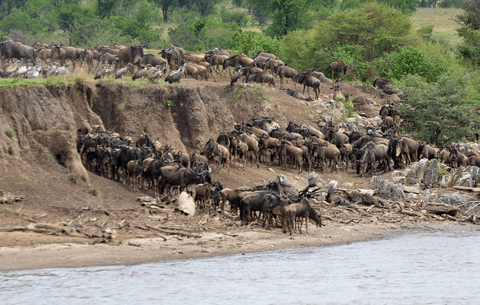 the great migration wildebeest cross the mara river in Tanzania and Kenya