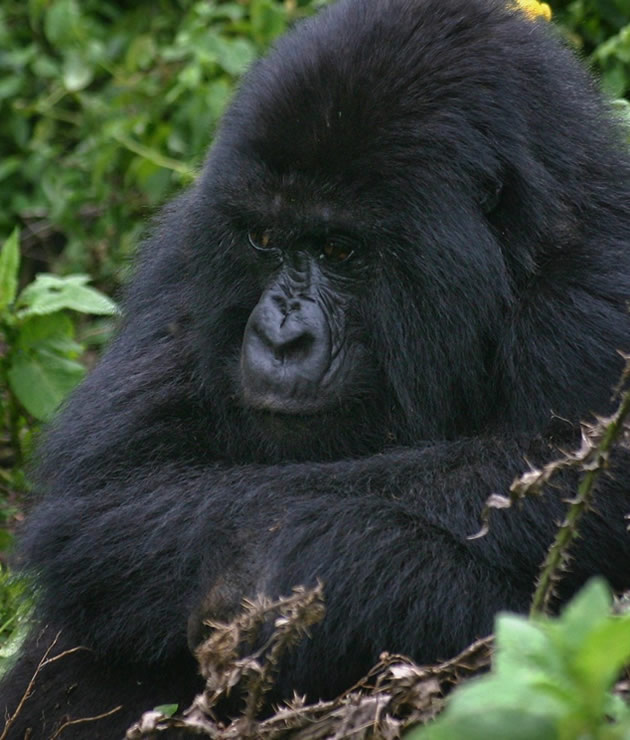 7 Days Bwindi Gorilla Trek and wildlife Safari