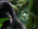 Gorilla trekking Safaris - Uganda and Rwanda