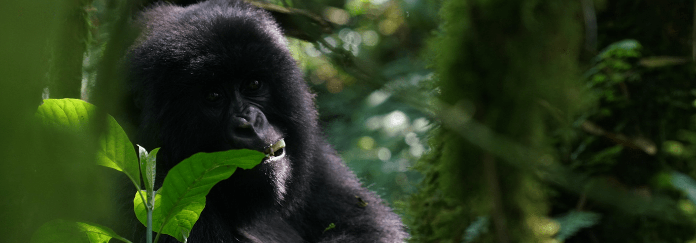 Gorilla trekking Safaris - Uganda and Rwanda