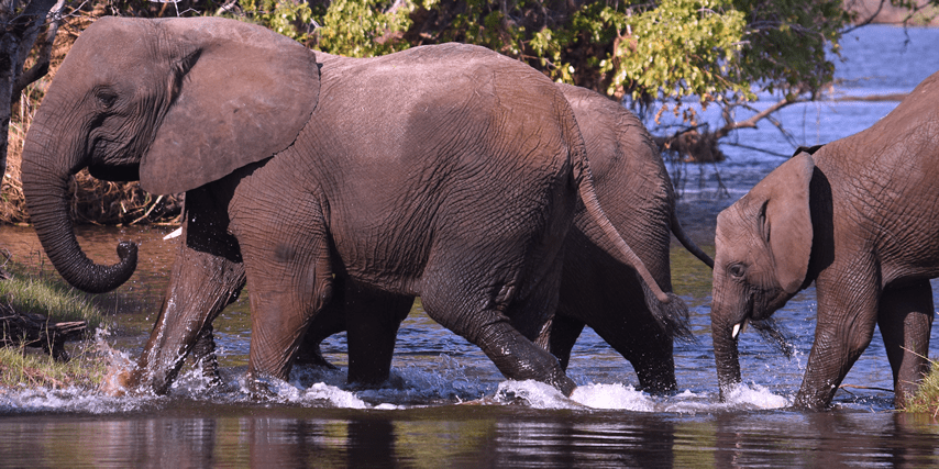 Okavango Delta